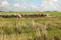DK2007_074