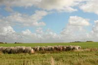 DK2007_075